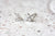 April Crystal Birthstone Stud earring Jewellery NZ